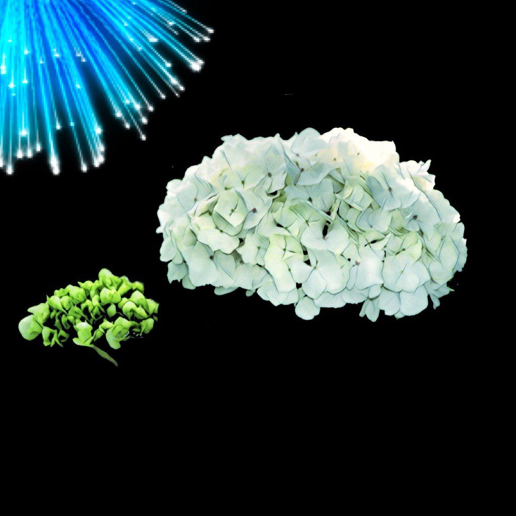 All-purpose garden soil