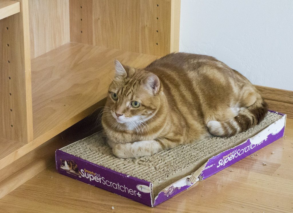 Cardboard cat scratcher pad
