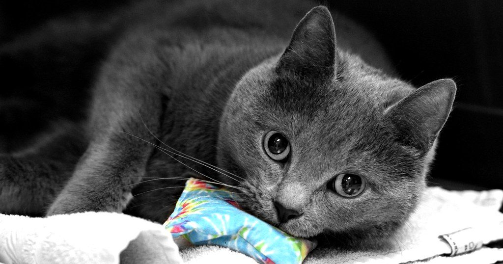 Crunchy cat treats pouch