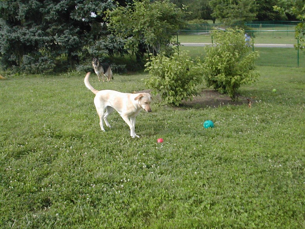 Durable rubber chew toy