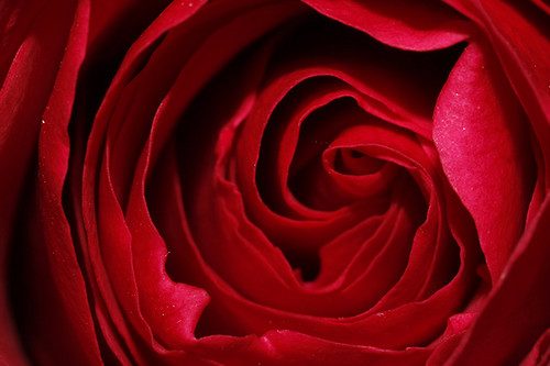 International Women's Day floral gift-box sleeve set