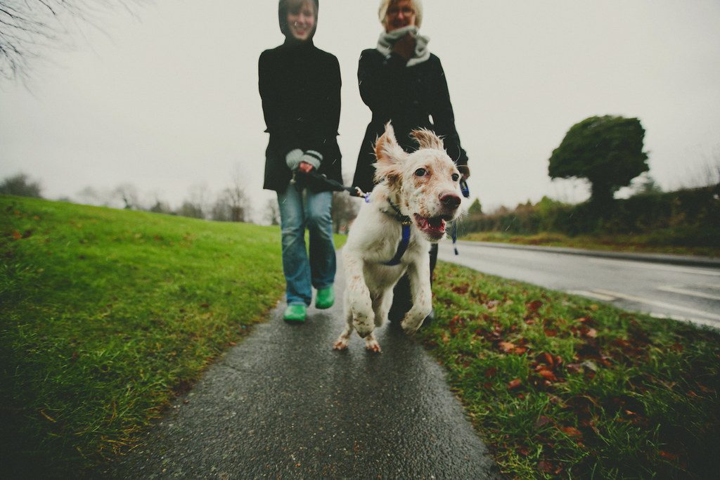 No-pull dog harness