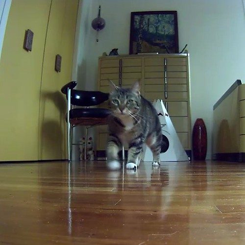 Push-and-spin duck cat-treat dispenser