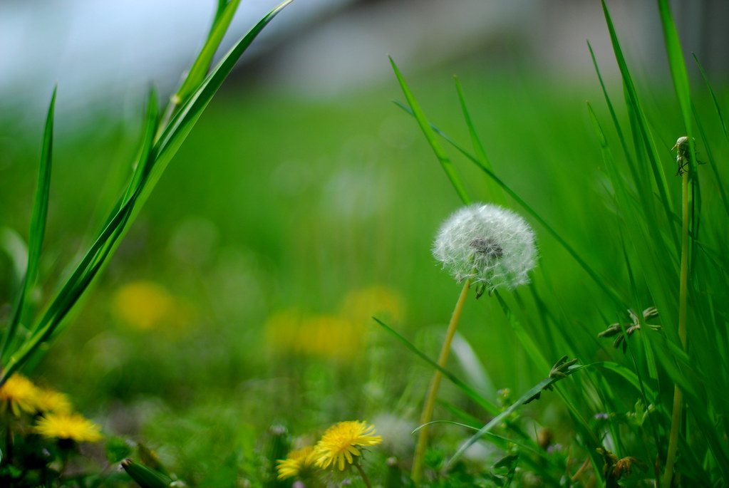 Ready-to-use weed & grass killer