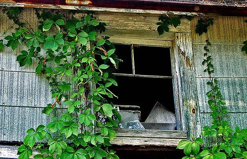 Reusable leaf window-cling set