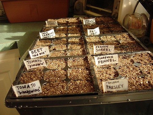 Seed starting tray kit