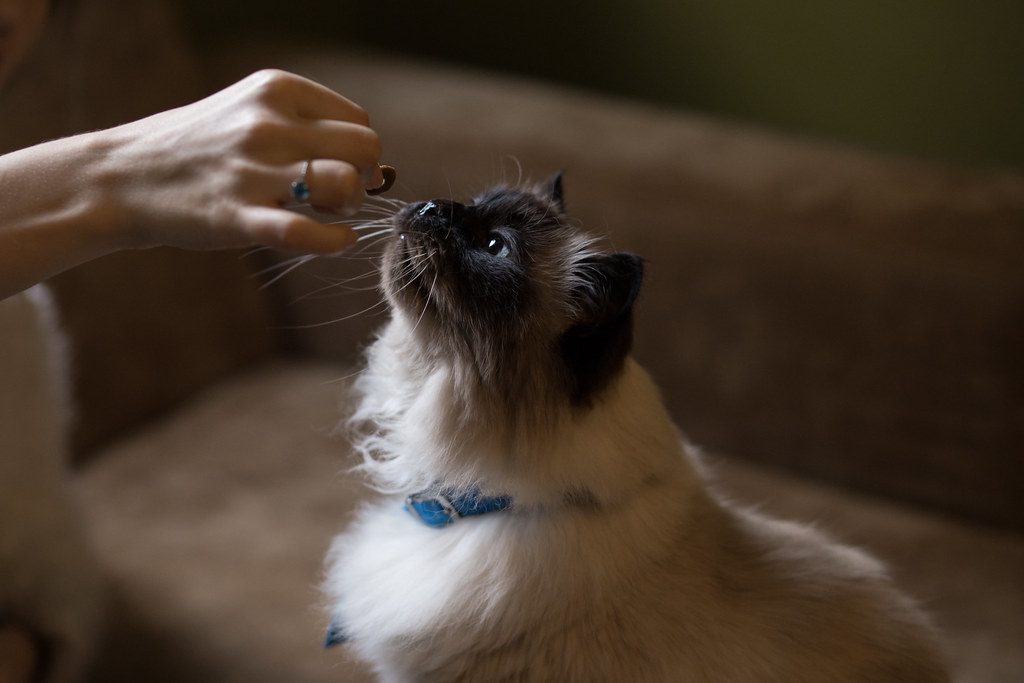 Squeezable puree cat treats