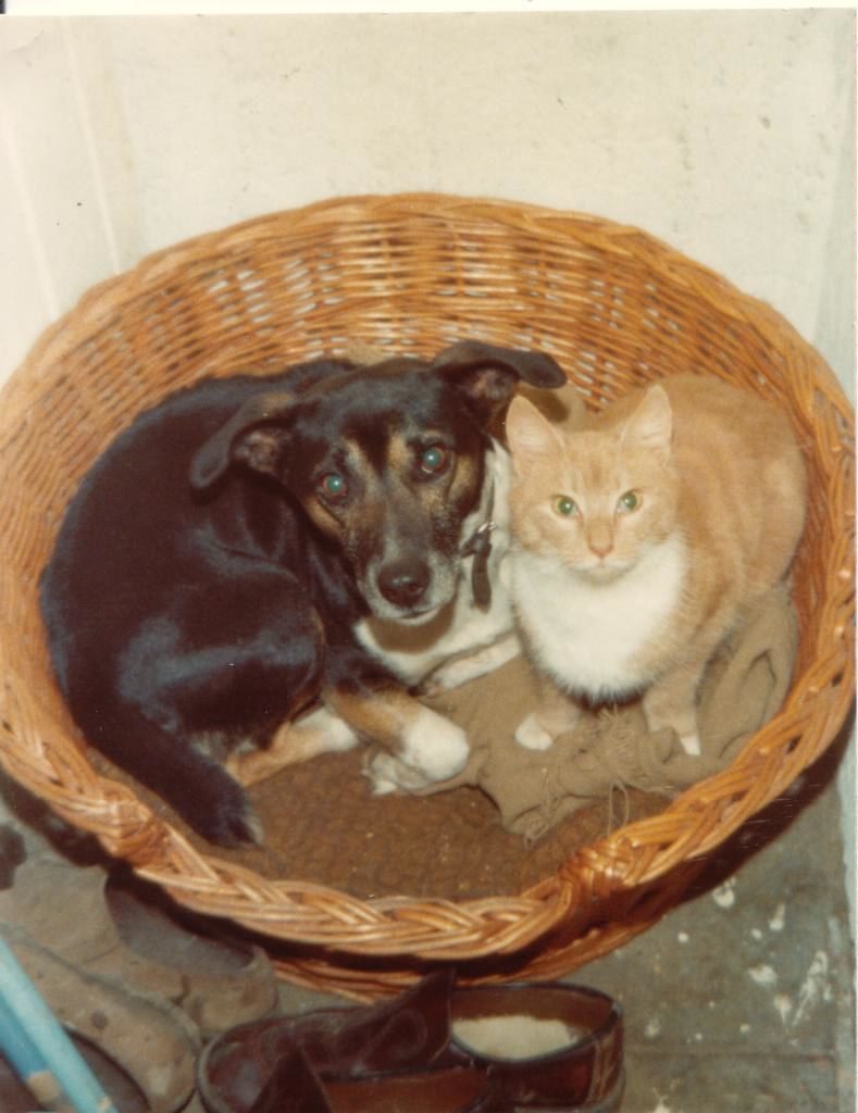 Wall-mounted water-hyacinth cat basket bed